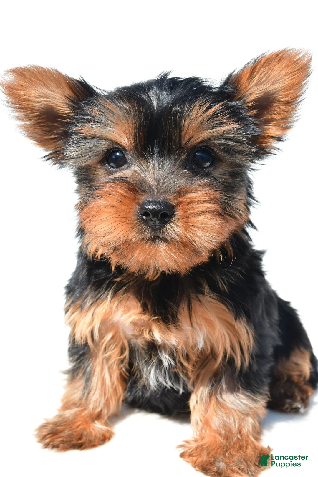 Yorkshire Terrier dogs for sale: Trisha - Ad 2