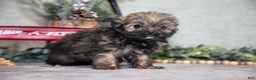 Mixed Breed dogs for sale: Gemma - Ad 3