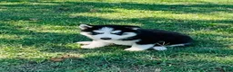 Siberian Husky dogs for sale: Hunter - Ad 7