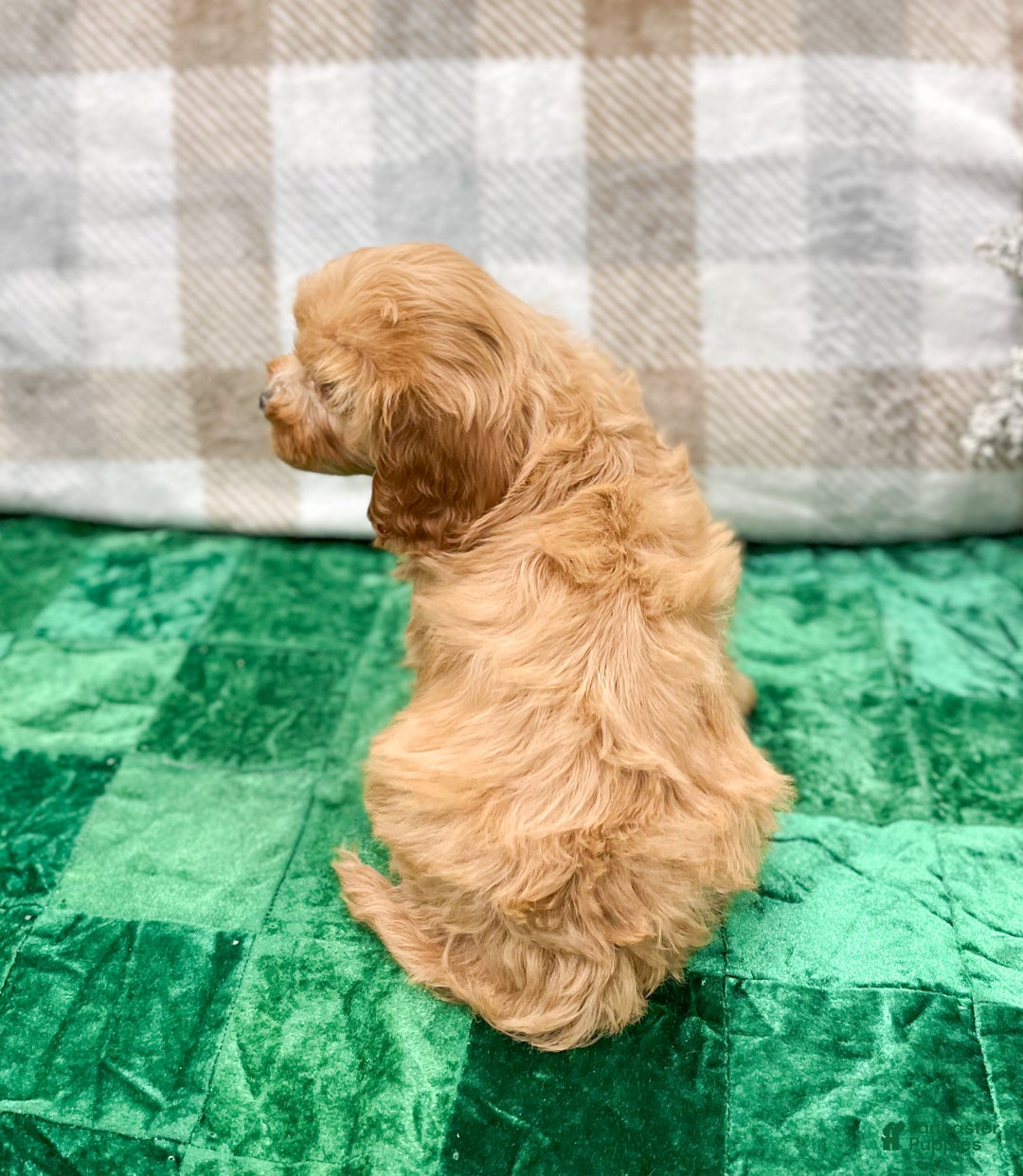 Cavapoo dogs for sale: Trent - Ad 5