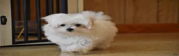 Maltese dogs for sale: Ollie  - Ad 4