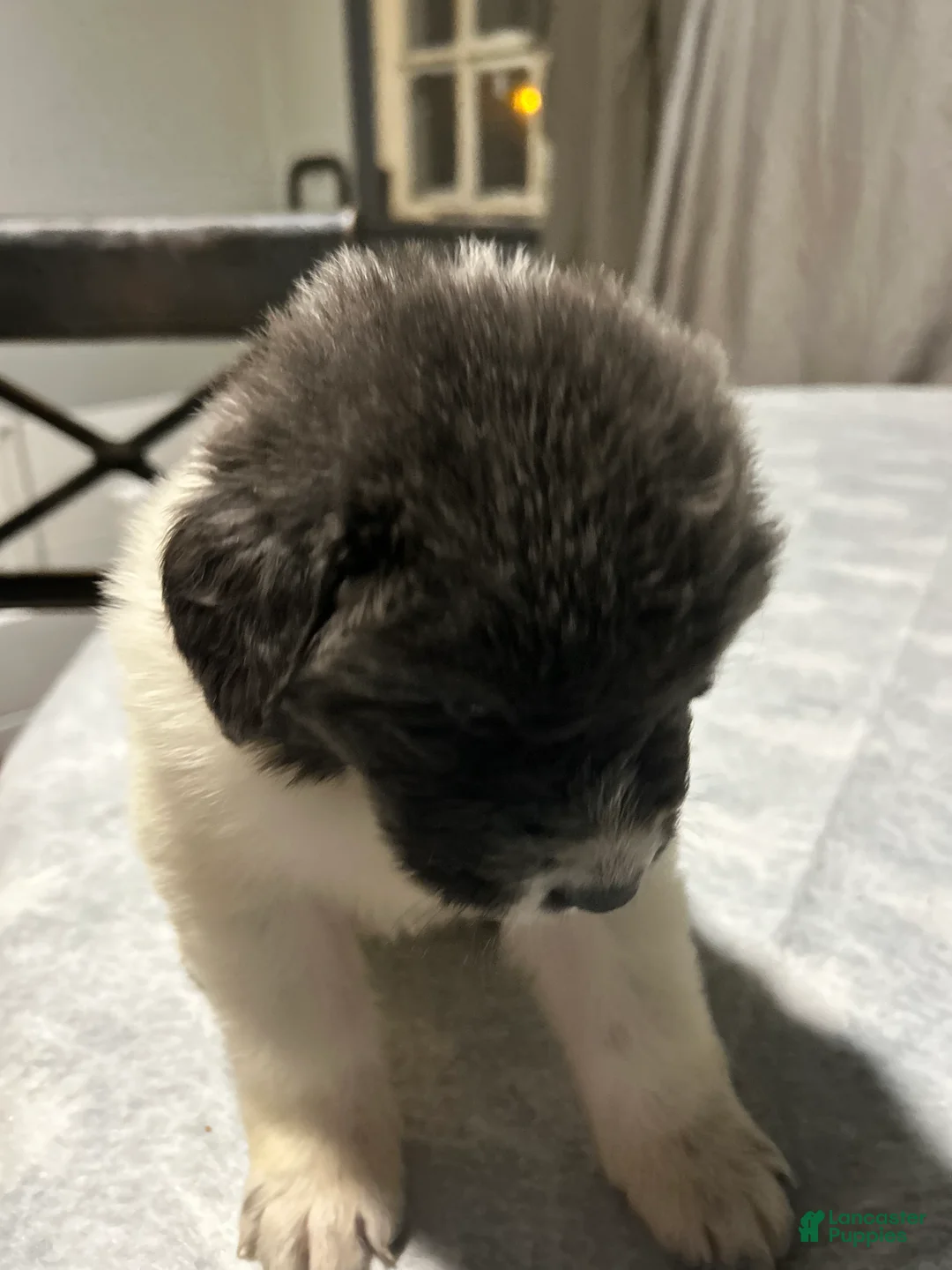 Mixed Breed dogs for sale: Mixed Breed Puppy 1 - Ad 7