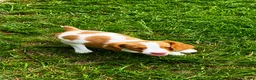 Brittany Spaniel dogs for sale: Teela - Ad 8
