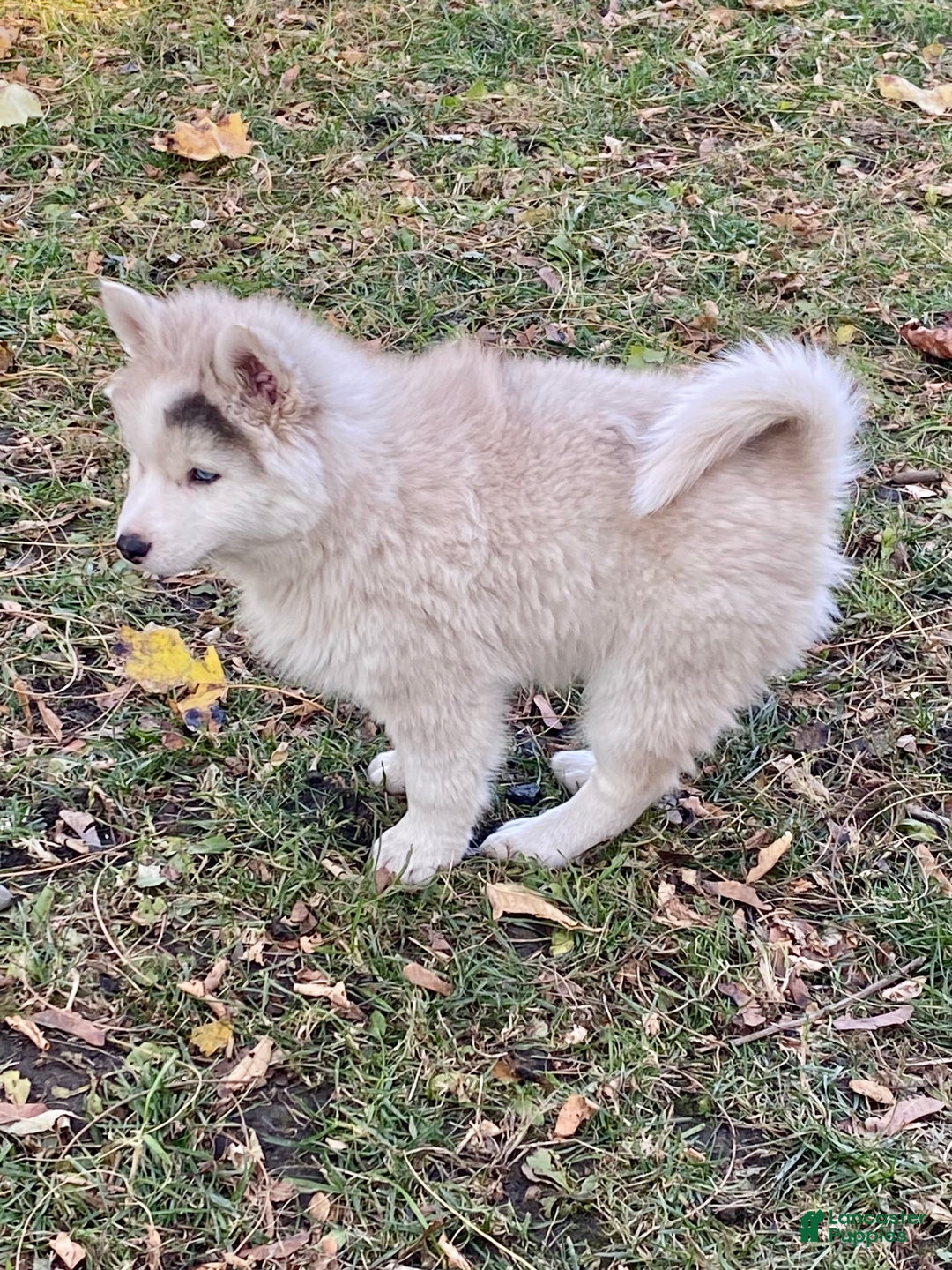 Pomsky dogs for sale: CJ “Caramel Jr” - Ad 4