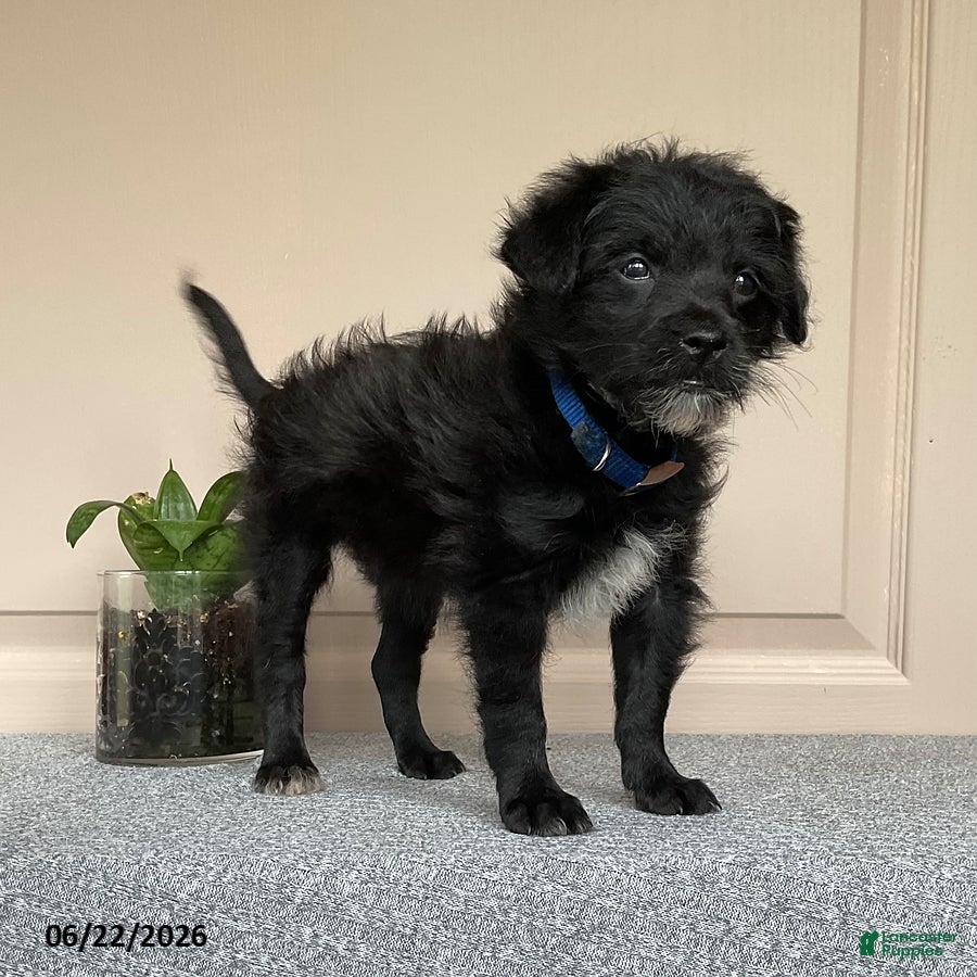 Mixed Breed dogs Leslie - Ad 2