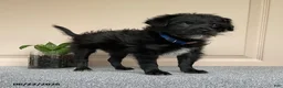 Mixed Breed dogs for sale: Leslie - Ad 2