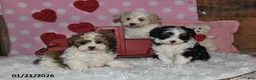 Lhasapoo dogs for sale: Blossom - Ad 9