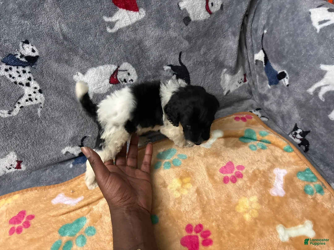 Labradoodle dogs for sale: Zaida - Ad 1