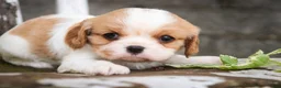 Cavalier King Charles Spaniel dogs for sale: Delilah - Ad 3