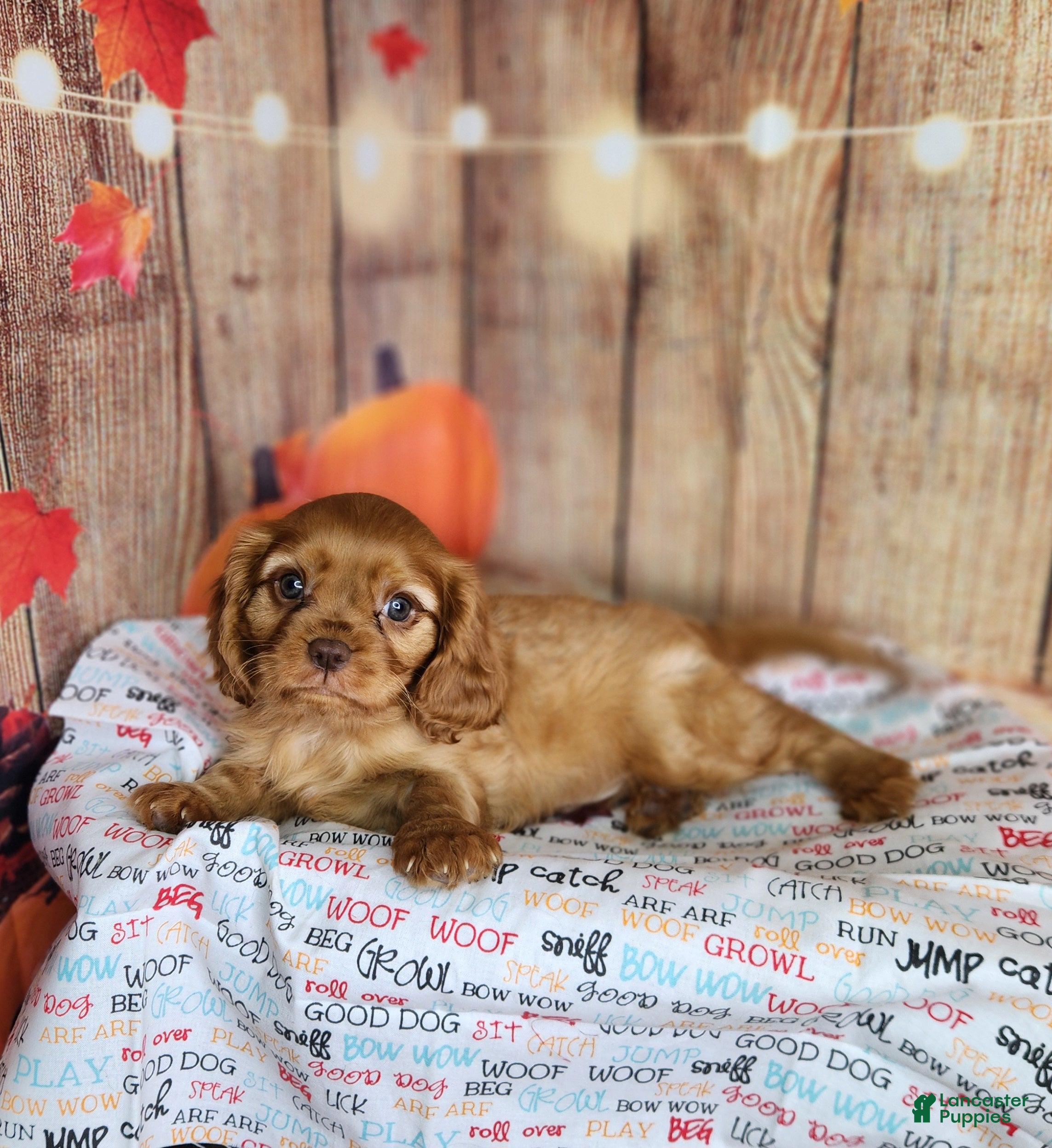 Cavalier King Charles Spaniel dogs for sale: AKC Rocky - Ad 1