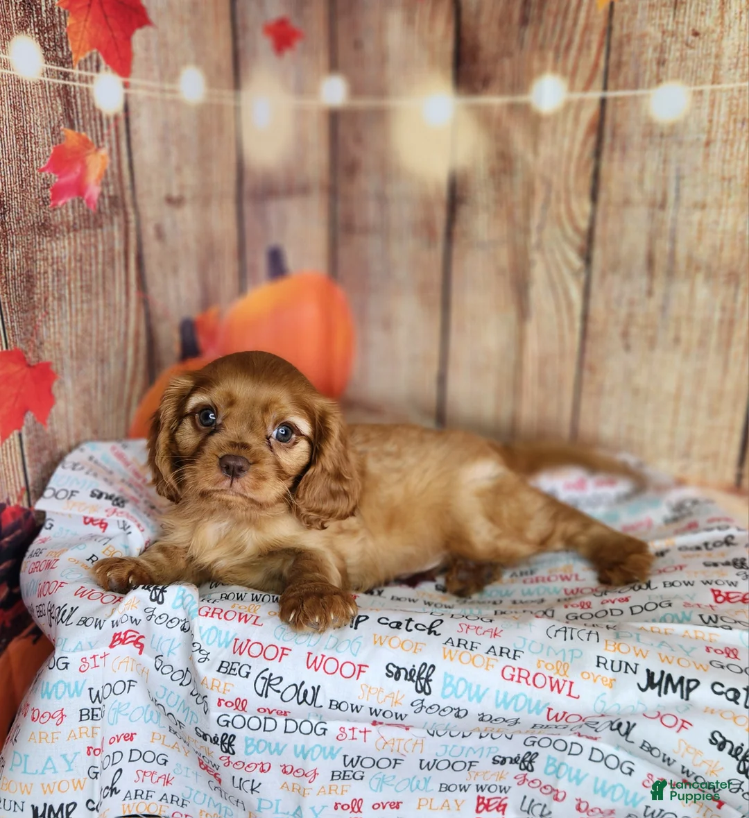 Cavalier King Charles Spaniel dogs for sale: AKC Rocky - Ad 1