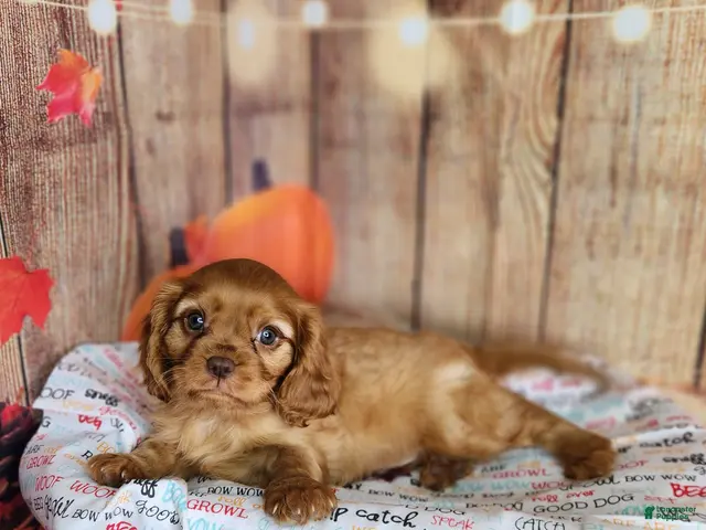 Cavalier King Charles Spaniel dogs for sale: AKC Rocky - Ad 1