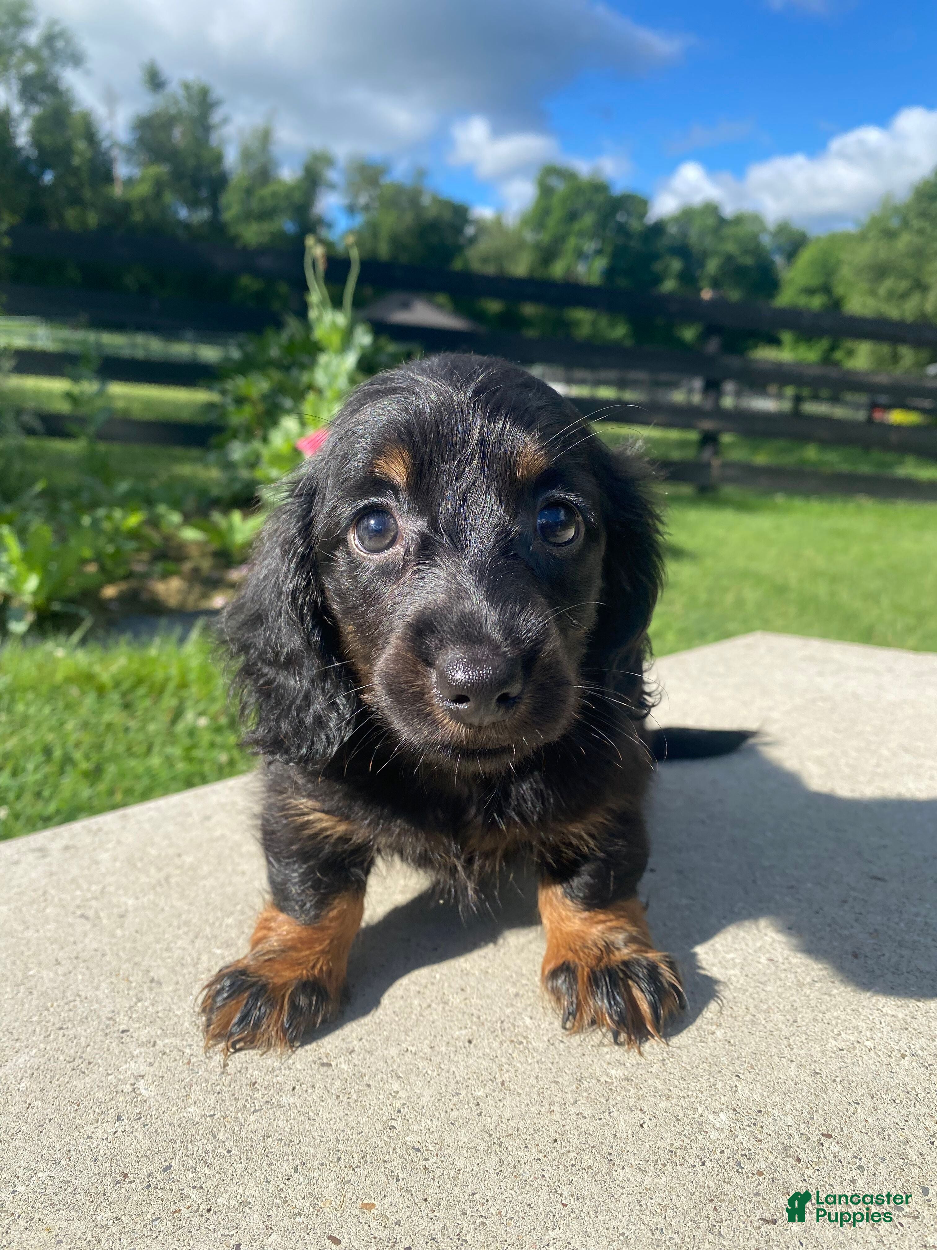 Miniature Dachshund dogs Maple - Ad 2