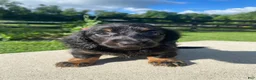 Miniature Dachshund dogs for sale: Maple - Ad 2