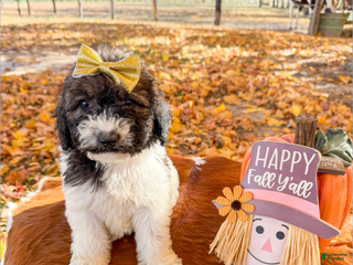 Saint Berdoodles dogs - Ad 11