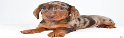 Miniature Dachshund dogs for sale: Conner - Ad 3