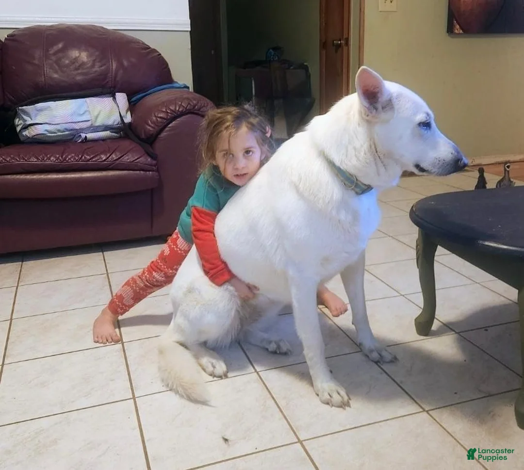 German Shepherd dogs for sale: German Shepherd 3 - Ad 2