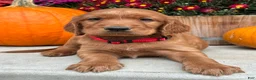 Irish Setter dogs for sale: Harrison - Ad 4