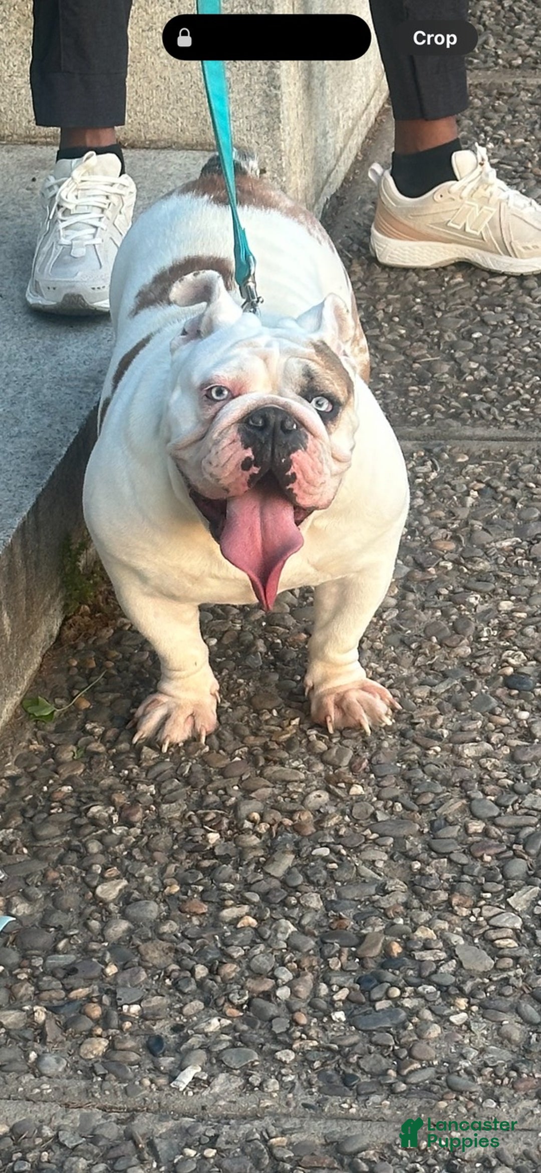 English Bulldog dogs for sale: English Bulldog Puppy 1 - Ad 3
