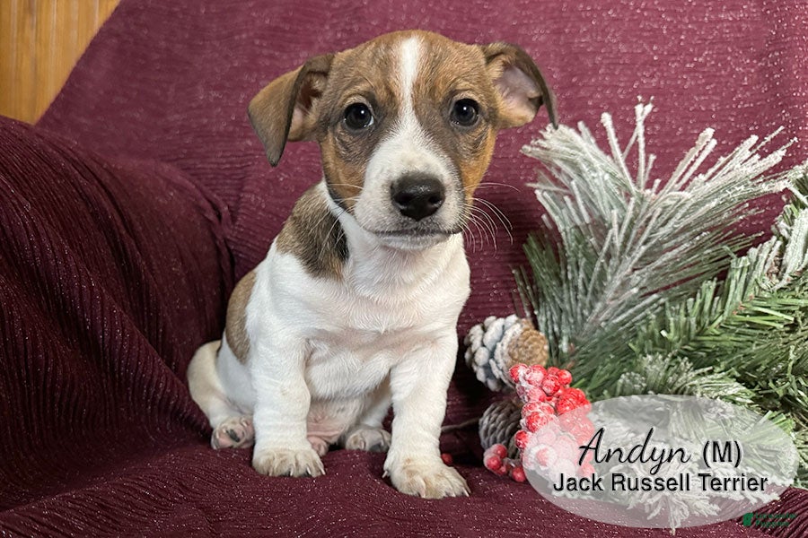 Jack Russell Terrier dogs Andyn - Ad 5