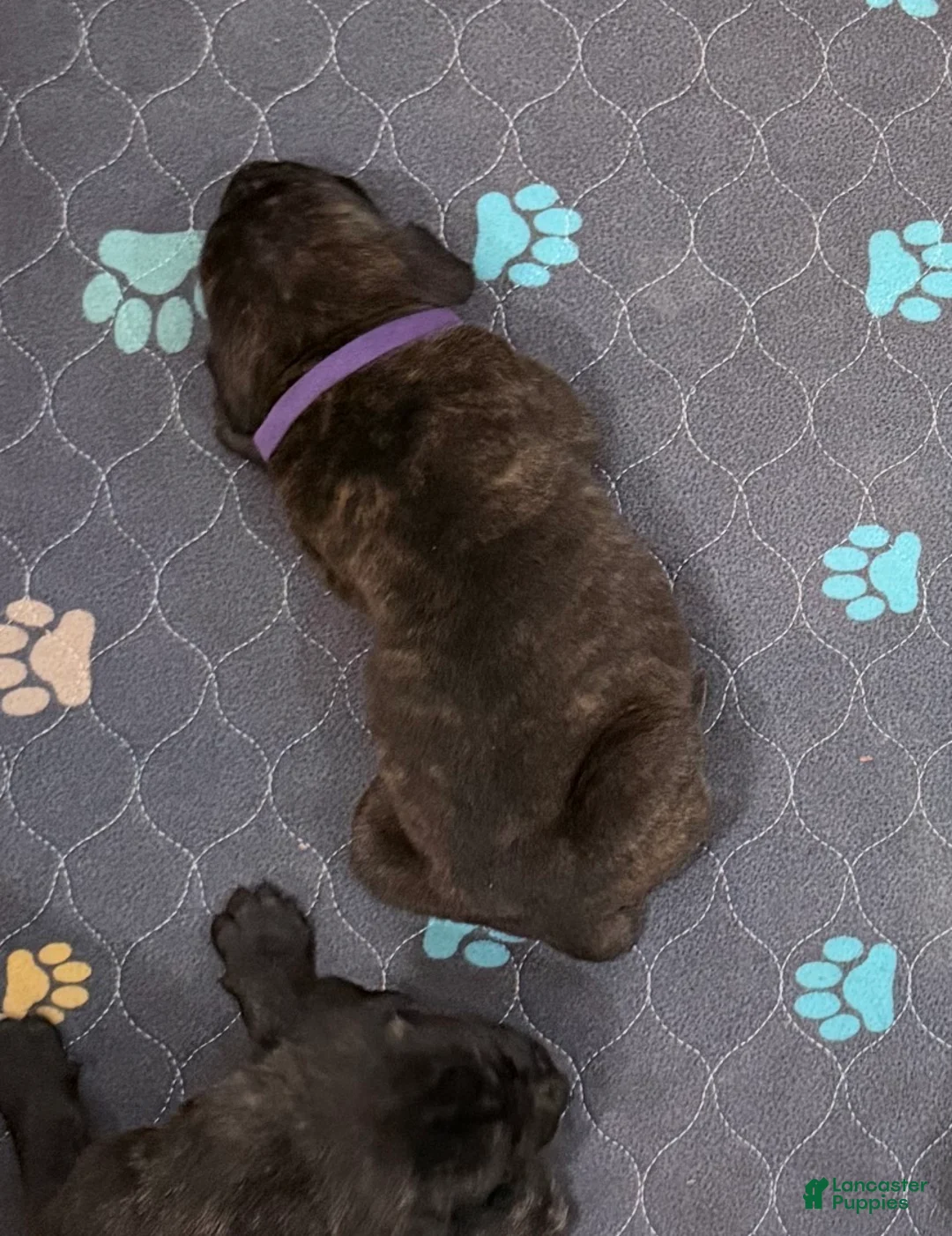 Cane Corso dogs for sale: Purple Collar - Ad 2