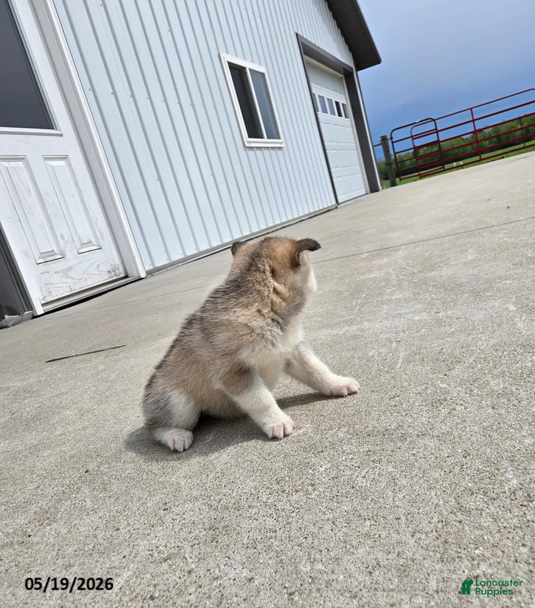 Pomsky dogs for sale: Jewel - Ad 2