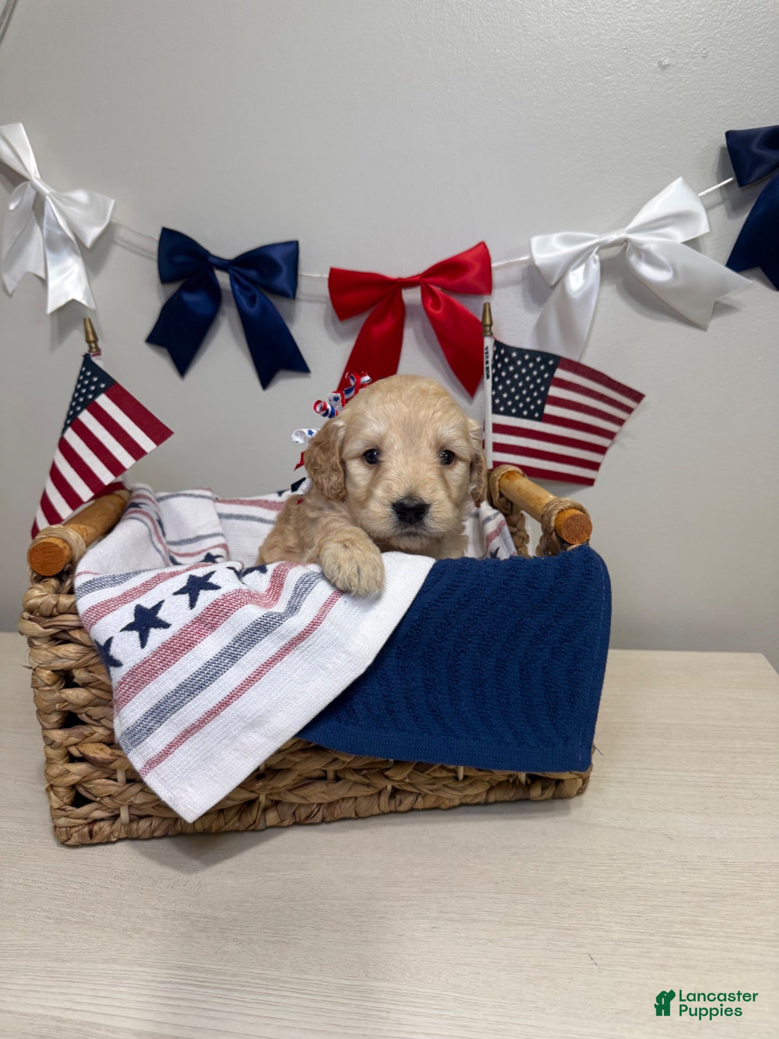 Mini Goldendoodle dogs Rosebud  - Ad 1