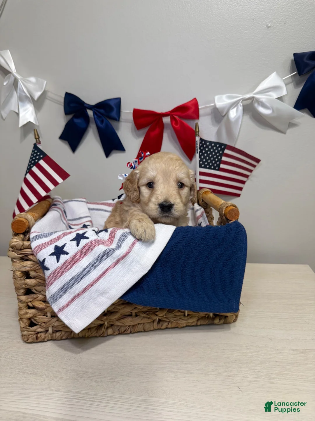 Mini Goldendoodle dogs for sale: Rosebud  - Ad 1