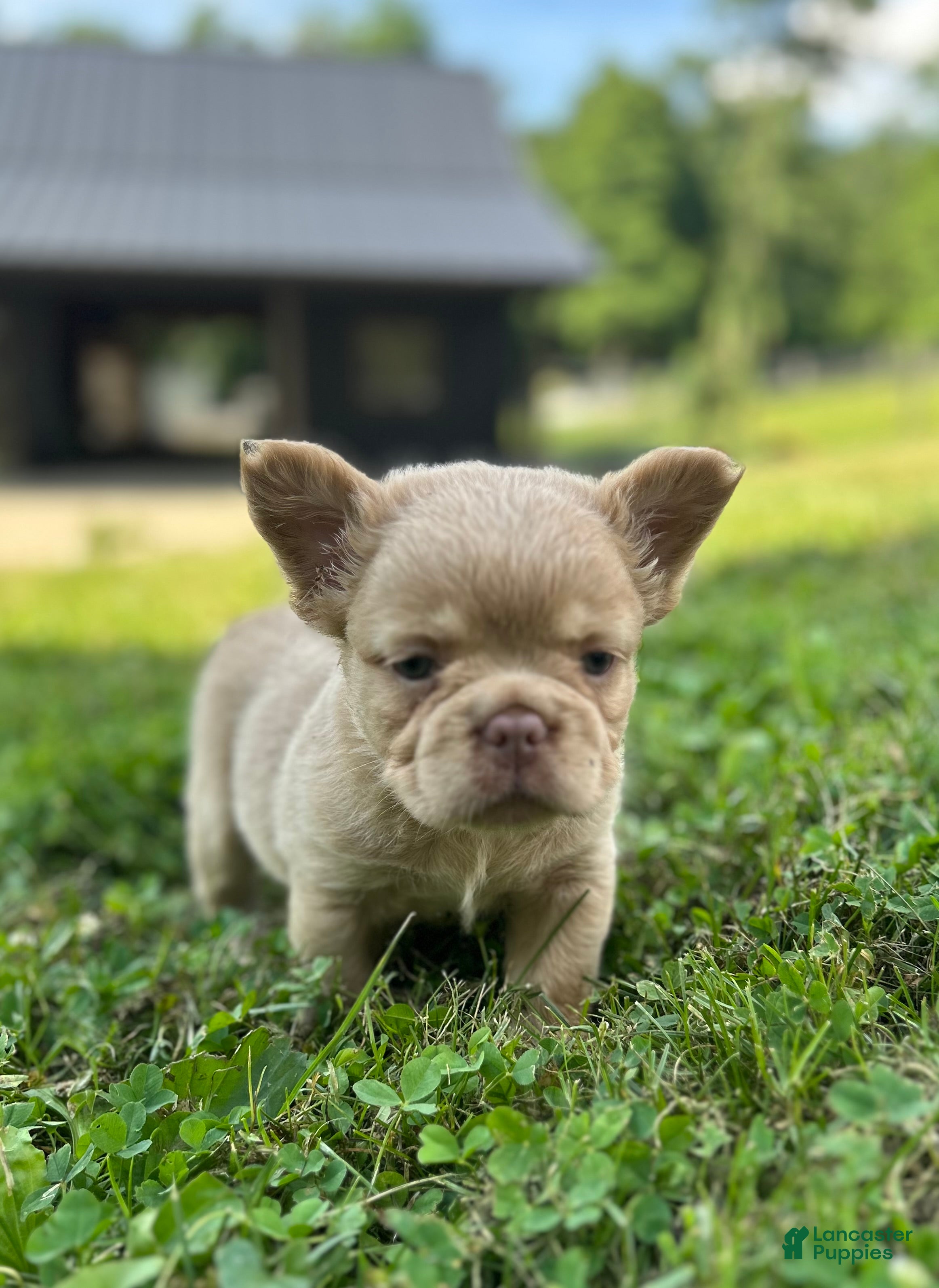 French Bulldog dogs Charlie - Ad 1