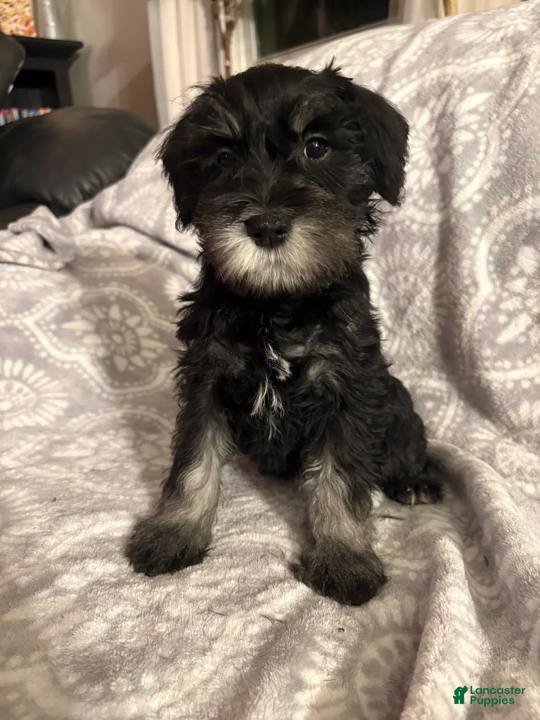 Miniature Schnauzer dogs for sale: Miniature Schnauzer Puppy 1 - Ad 2