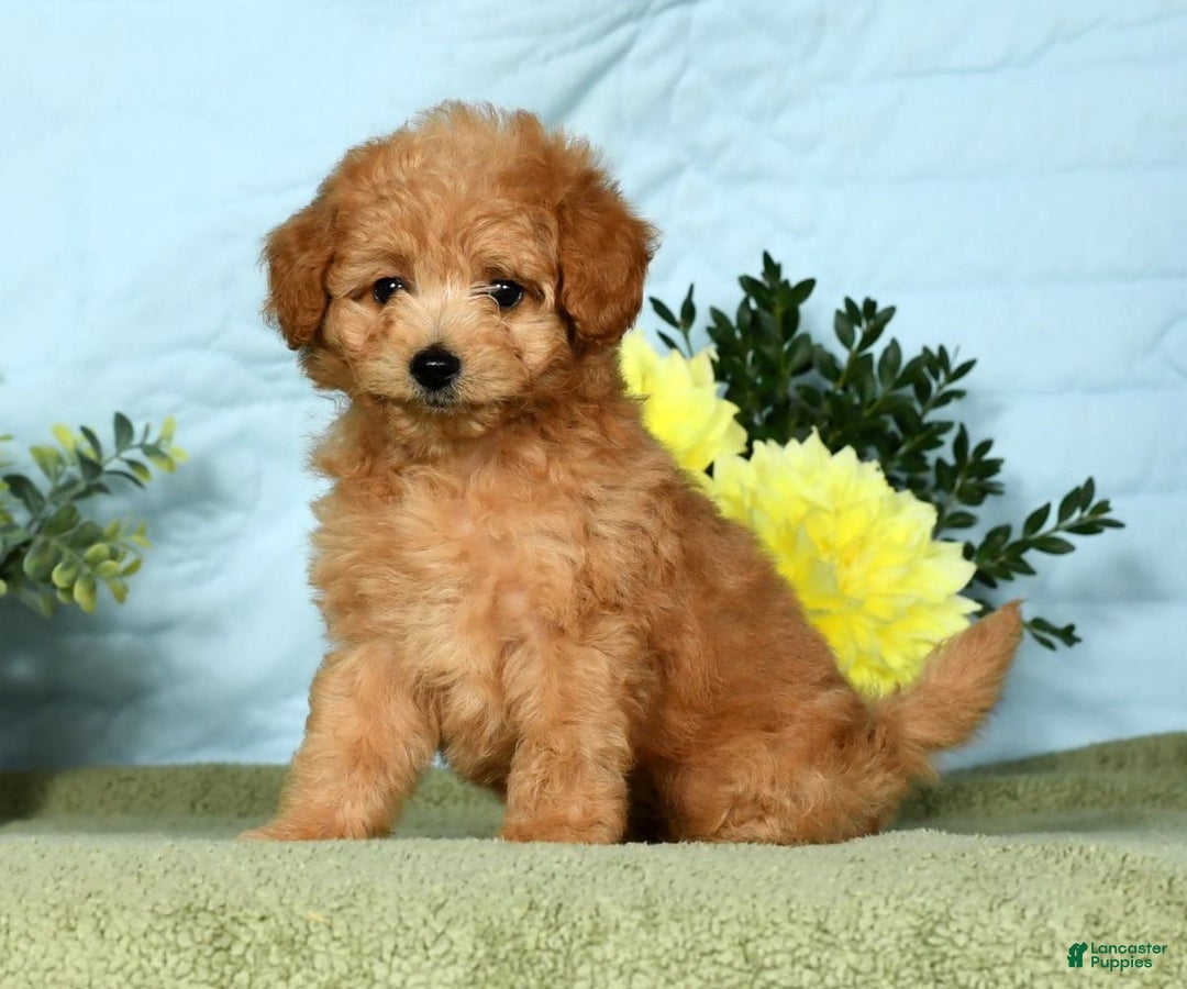 Eskipoo dogs for sale: Lilly - Ad 9