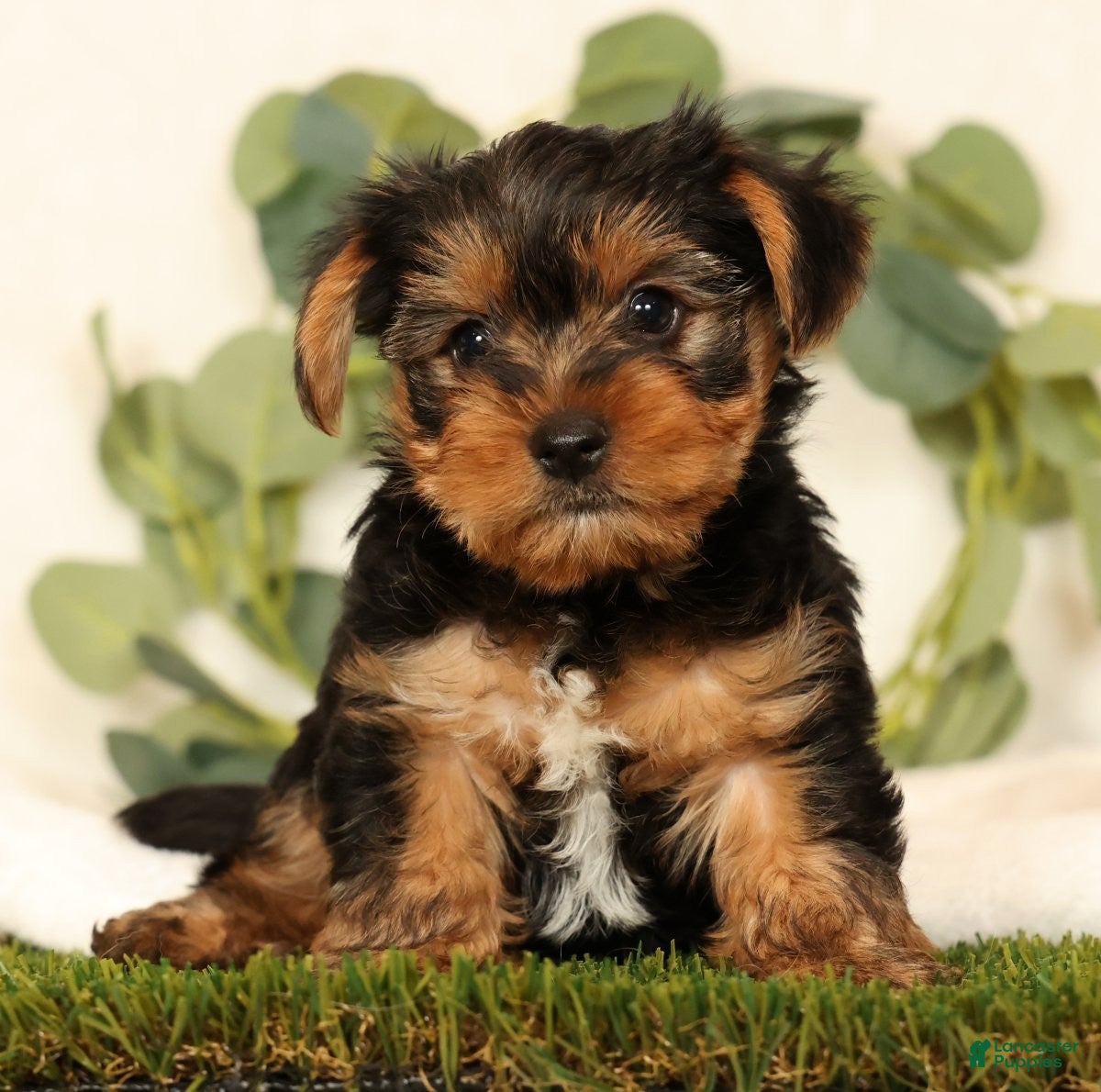 Yorkshire Terrier dogs Baxter - Ad 1