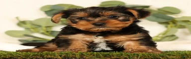 Baxter