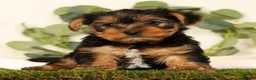 Yorkshire Terrier dogs for sale: Baxter - Ad 1