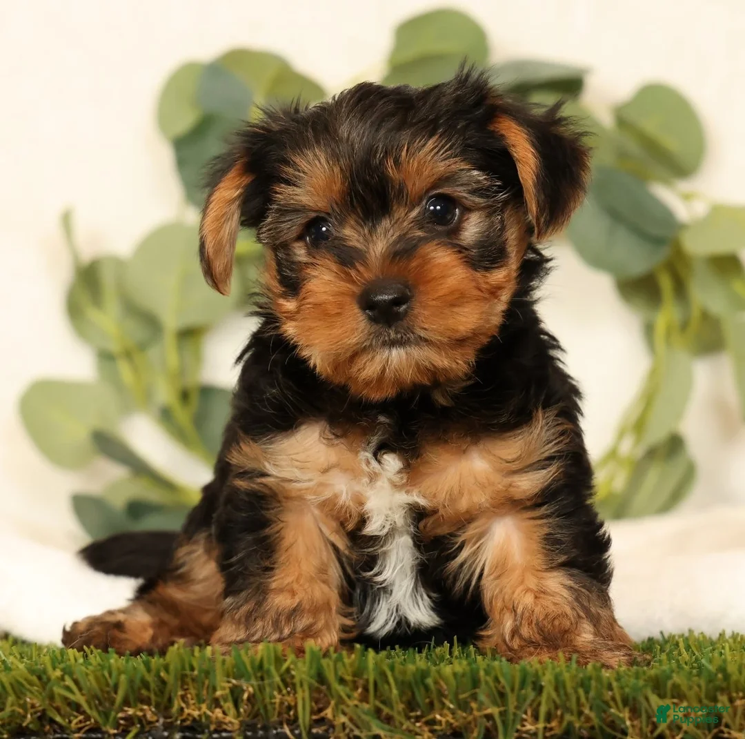 Yorkshire Terrier dogs for sale: Baxter - Ad 1
