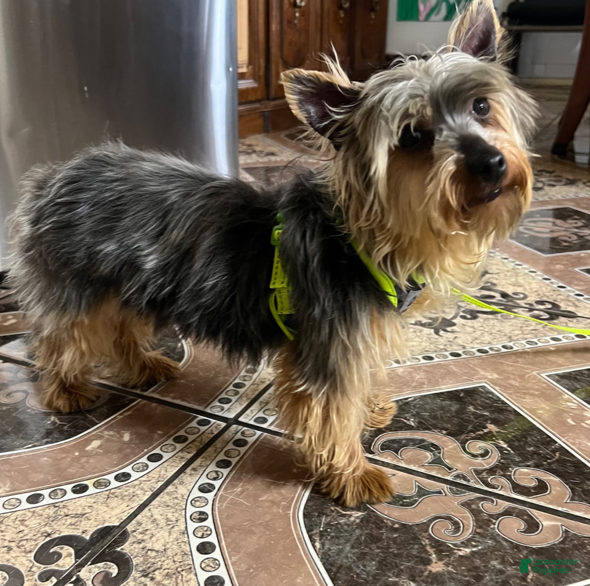 Yorkshire Terrier dogs Misty tiny Yorkie puppy - Ad 2