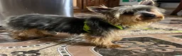 Yorkshire Terrier dogs for sale: King Yorkie puppy  - Ad 8