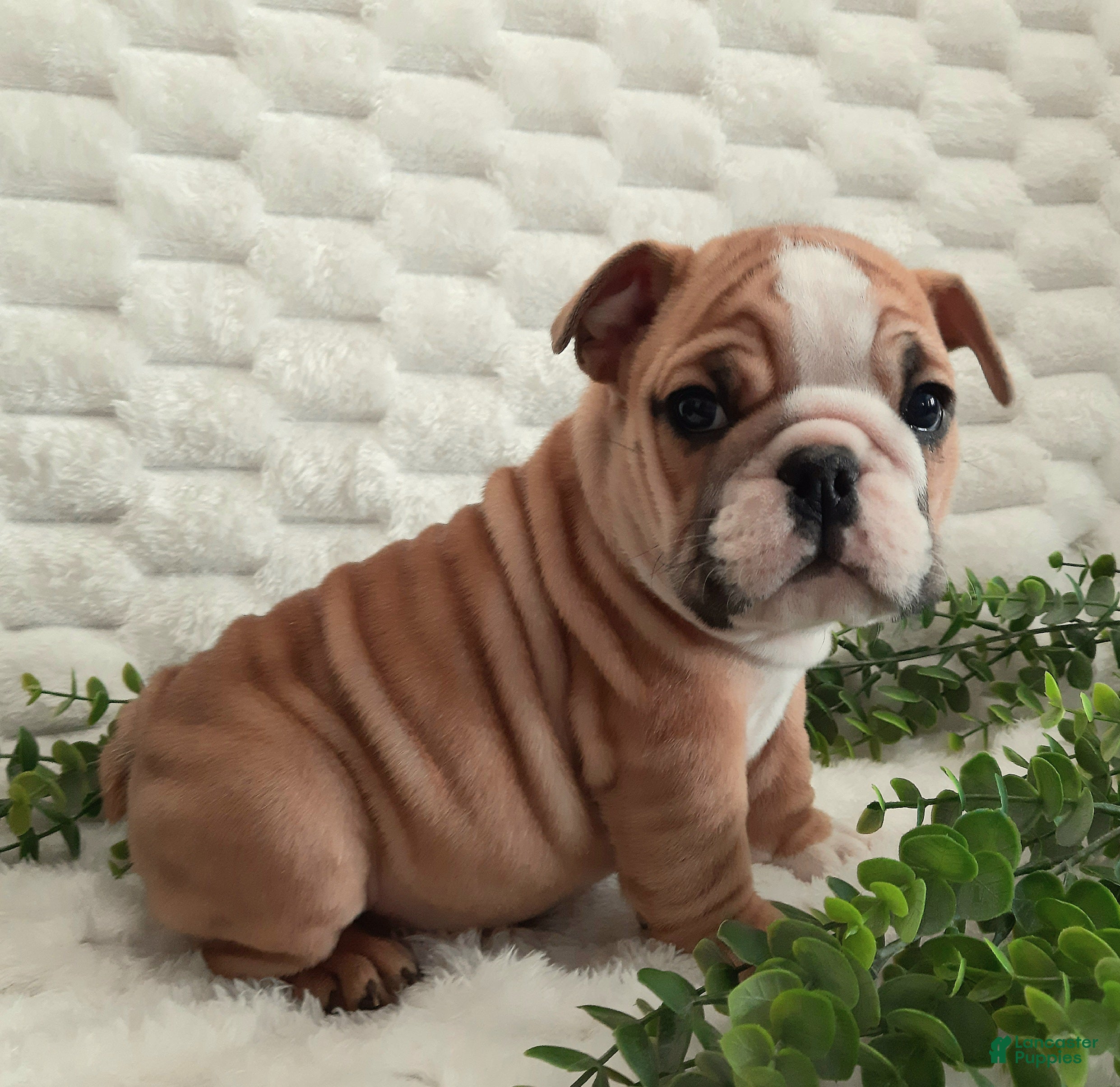 English Bulldog dogs Duke - Ad 2
