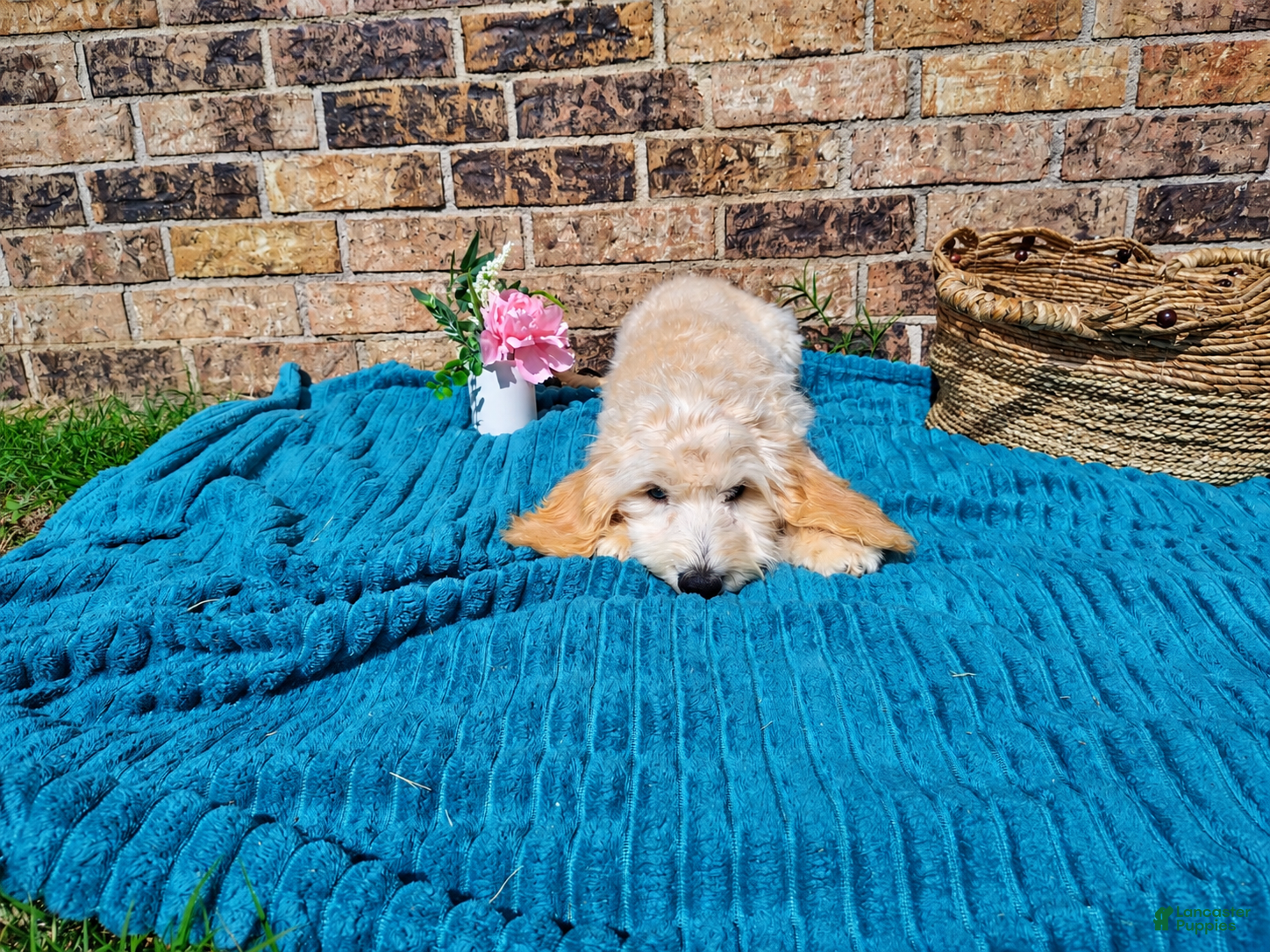 Mini Goldendoodle dogs for sale: Mini Goldendoodle 4 - Ad 1