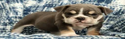 English Bulldog dogs for sale: Captain - Ad 7