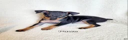 Miniature Pinscher dogs for sale: Paws 🐾  - Ad 2