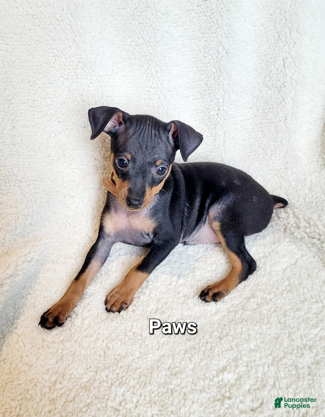 Miniature Pinscher dogs for sale: Paws 🐾  - Ad 2