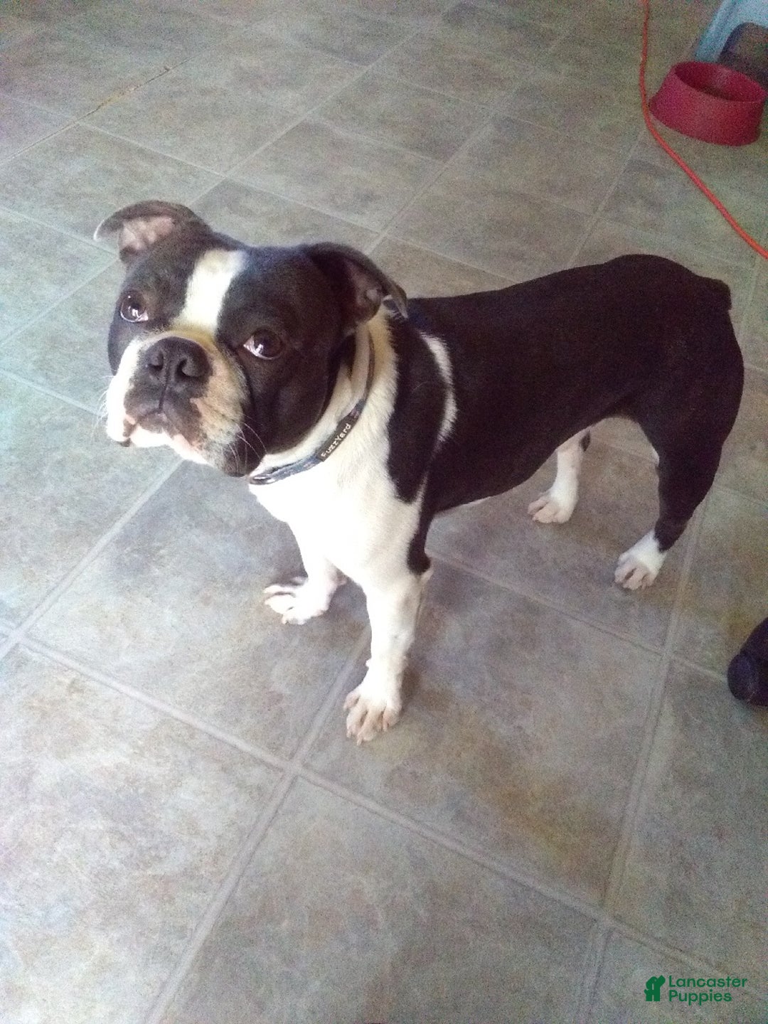 Mixed Breed dogs for sale: Pepsi - Ad 15