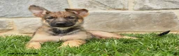 German Shepherd dogs for sale: Orangebud - Ad 3
