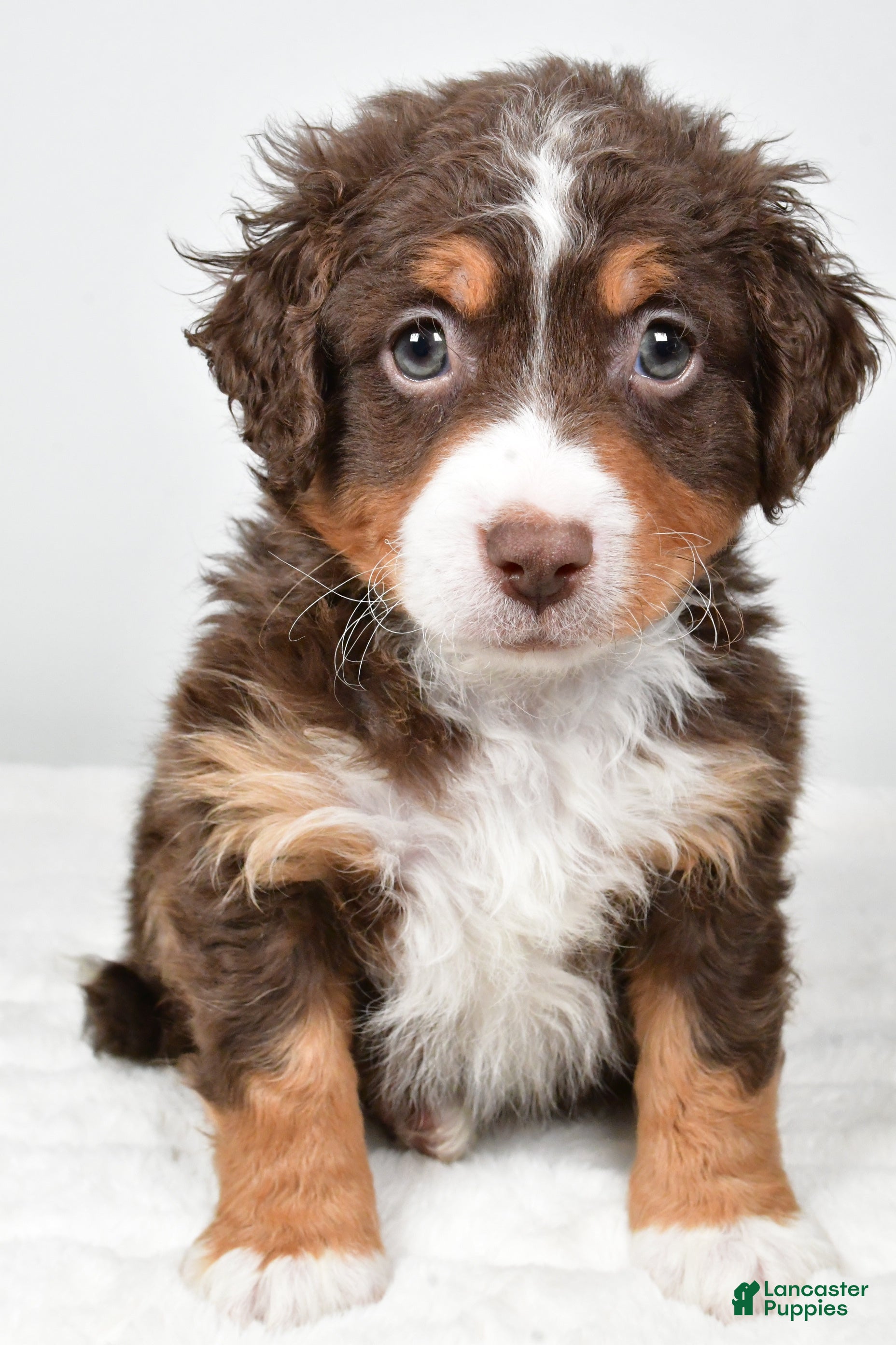 Mixed Breed dogs Lucas - Ad 18