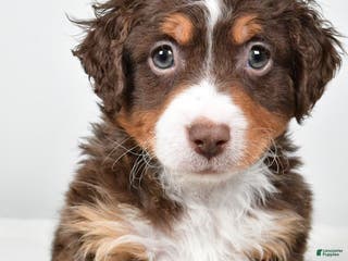 Mixed Breed dogs Lucas - Ad 34