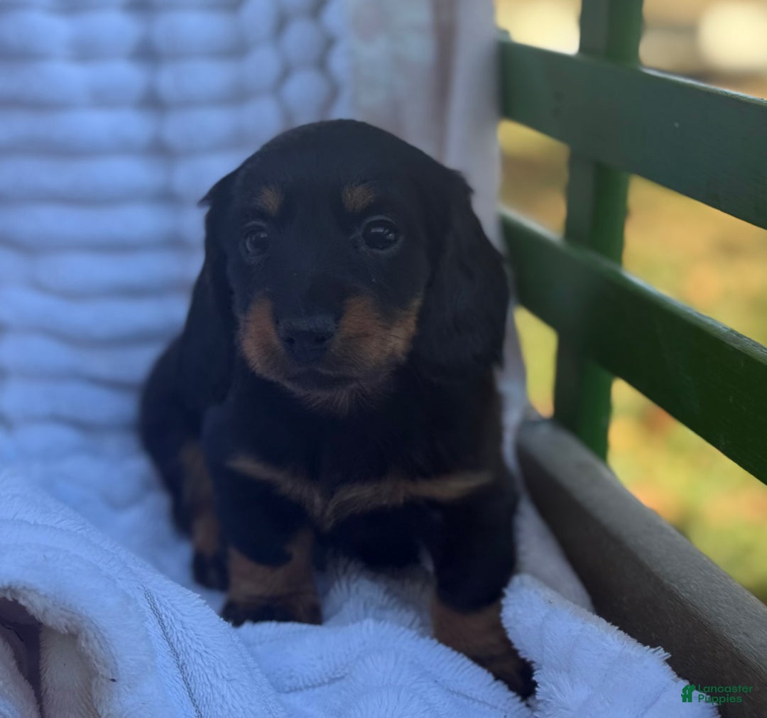 Miniature Dachshund dogs for sale: Flicka - Ad 4