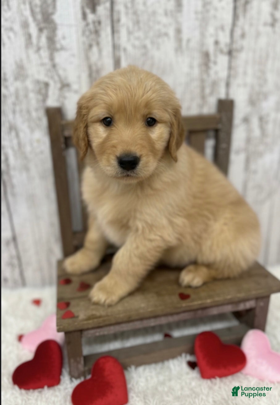 Golden Retriever dogs Golden Retriever Puppy 1 - Ad 36