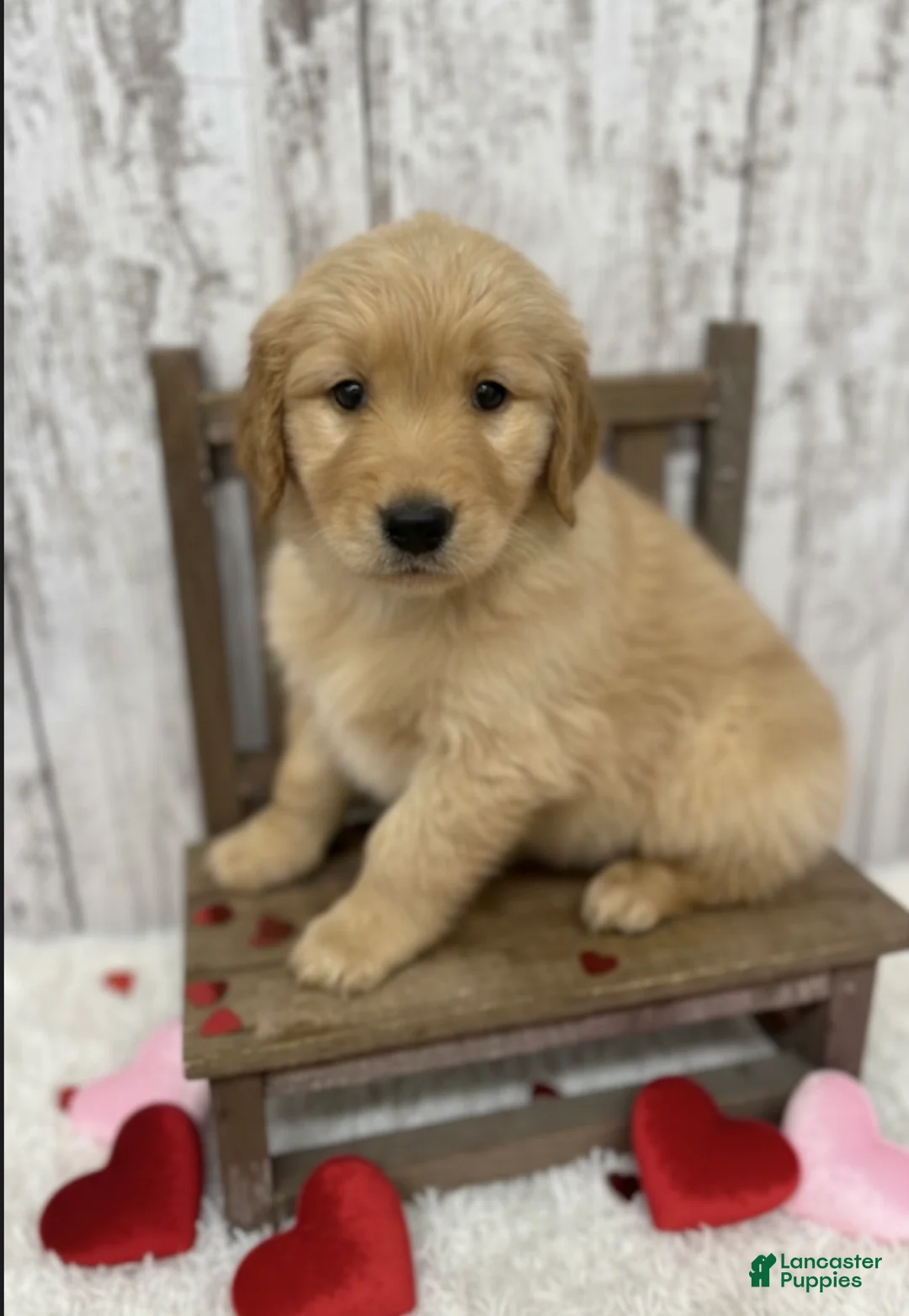Golden Retriever dogs for sale: Golden Retriever Puppy 1 - Ad 1