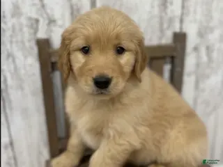 Golden Retriever dogs Golden Retriever Puppy 1 - Ad 36